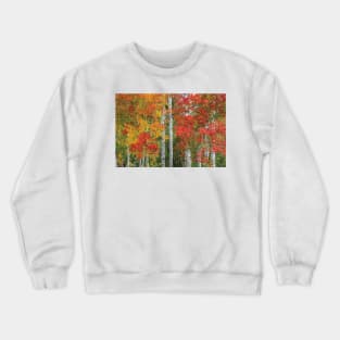 Colorado Autumn Crewneck Sweatshirt